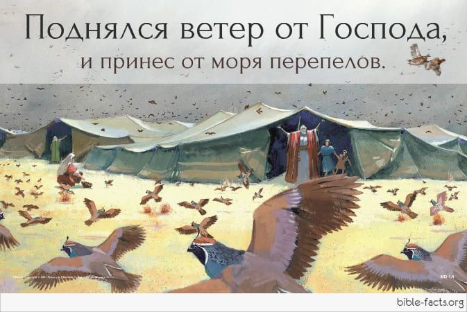 И поднялся ветер от Господа.jpg И поднялся ветер от Господа.jpg